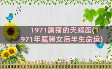 1971属猪的天蝎座(1971年属猪女后半生命运)