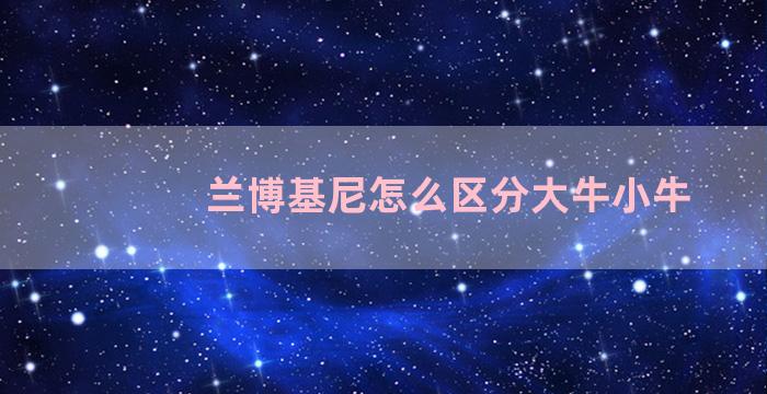 兰博基尼怎么区分大牛小牛